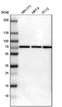 PRKAG2 Antibody, Novus Biologicals:Antibodies:Primary Antibodies
